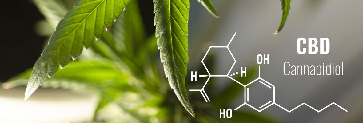 Cannabis Sativa botanika