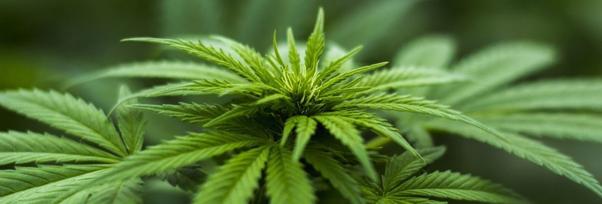 Kliniczny niedobór endokannabinoidów