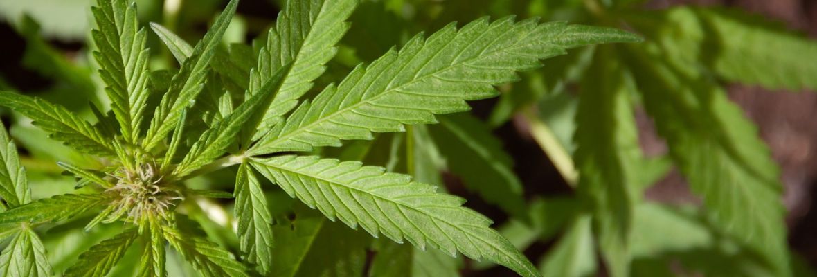 Działanie układu endokannabinoidowego