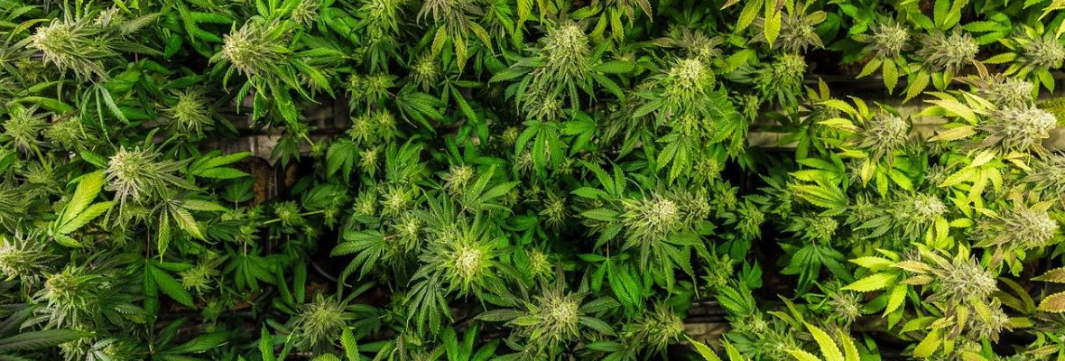 Właściwości terapeutyczne olejków